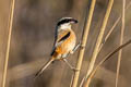 Log-tailed Shrike Lanius schach erythronotus