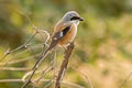 Log-tailed Shrike Lanius schach erythronotus