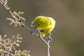 Marshall's Iora Aegithina nigrolutea