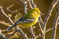 Marshall's Iora Aegithina nigrolutea