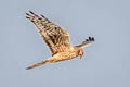 Montagu's Harrier Circus pygargus