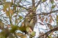 Mottled Wood Owl Strix ocellata grisescens
