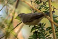 Mountain Chiffchaff Phylloscopus sindianus lorenzii