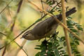 Mountain Chiffchaff Phylloscopus sindianus lorenzii