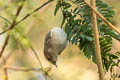 Mountain Chiffchaff Phylloscopus sindianus lorenzii