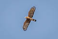 Oriental Honey Buzzard Pernis ptilorhynchus orientalis