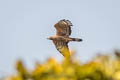 Oriental Honey Buzzard Pernis ptilorhynchus orientalis