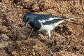 Oriental Magpie-RobinCopsychus saularis saularis