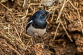 Oriental Magpie-RobinCopsychus saularis saularis
