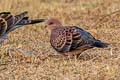 Oriental Turtle Dove Streptopelia orientalis erythrocephala