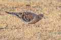 Oriental Turtle Dove Streptopelia orientalis meena