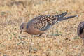 Oriental Turtle Dove Streptopelia orientalis meena