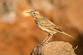 Paddyfield Pipit Anthus rufulus rufulus