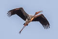 Painted Stork Mycteria leucocephala