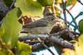 Pale-billed Flowerpecker Dicaeum erythrorhynchos erythrorhynchos