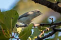 Pale-billed Flowerpecker Dicaeum erythrorhynchos erythrorhynchos