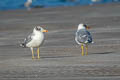 Pallas's Gull Ichthyaetus ichthyaetus