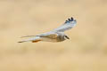 Pallid Harrier Circus macrourus