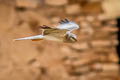 Pallid Harrier Circus macrourus