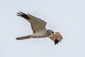 Pallid Harrier Circus macrourus