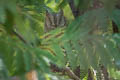 Indian Scops Owl Otus bakkamoena marathae