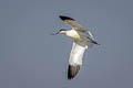 Pied Avocet Recurvirostra avosetta