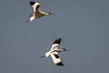 Pied Avocet Recurvirostra avosetta