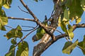 Plum-headed Parakeet Psittacula cyanocephala