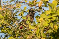 Red-vented Bulbul Pyncnonotus cafer humayuni