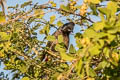 Red-vented Bulbul Pyncnonotus cafer humayuni