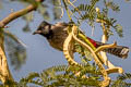 Red-vented Bulbul Pyncnonotus cafer humayuni