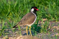 Red-wattled Lapwing Vanellus indicus indicus