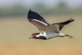 Red-wattled Lapwing Vanellus indicus indicus