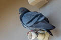 Rock Dove Columba livia intermedia