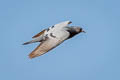 Rock Dove Columba livia Rock Dove Columba livia intermedia