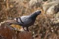 Rock Dove Columba livia intermedia