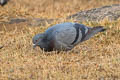 Rock Dove Columba livia intermedia