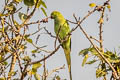 Rose-ringed Parakeet Psittacula krameri borealis