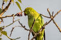 Rose-ringed Parakeet Psittacula krameri borealis