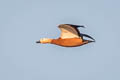 Ruddy Shelduck Tadorna ferruginea