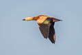 Ruddy Shelduck Tadorna ferruginea