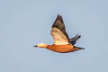 Ruddy Shelduck Tadorna ferruginea