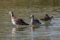 Ruff Calidris pugnax