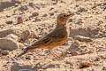 Rufous-tailed Lark Ammomanes phoenicura phoenicura