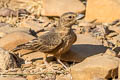 Rufous-tailed Lark Ammomanes phoenicura phoenicura