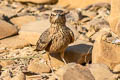 Rufous-tailed Lark Ammomanes phoenicura phoenicura