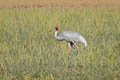 Sarus Crane Antigone antigone antigone