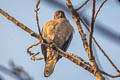 Shikra Tachyspiza badia ssp.