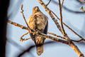 Shikra Tachyspiza badia ssp.