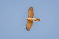 Shikra Tachyspiza badia ssp.